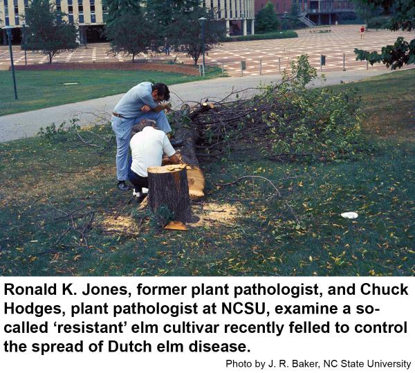 Ronald K. Jones, former plant pathologist, and Chuck Hodges, plant pathologist, examine a so-called 'resistant' elm cultivar recently felled to control the spread of Dutch elm dise